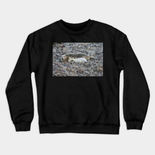 Grey seal & pup Crewneck Sweatshirt